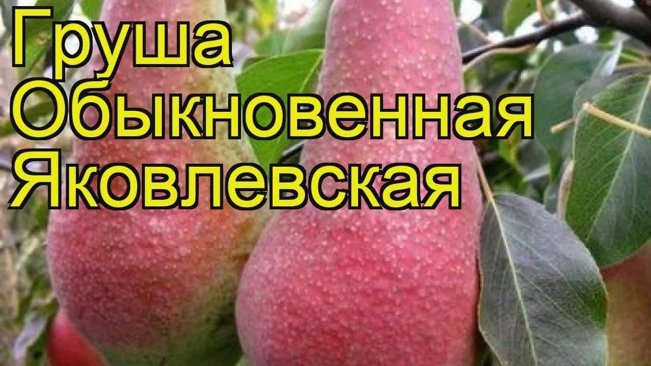 Груша яковлевская описание сорта фото