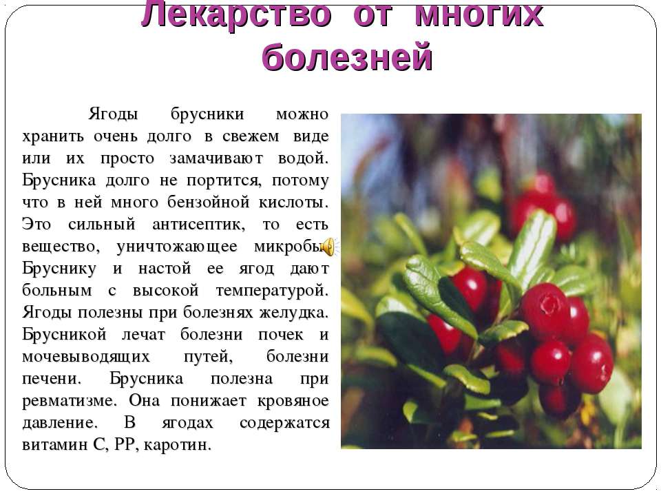 Брусника: полезные свойства ягоды. какие есть у брусники противопоказания к употреблению - автор екатерина данилова - журнал женское мнение