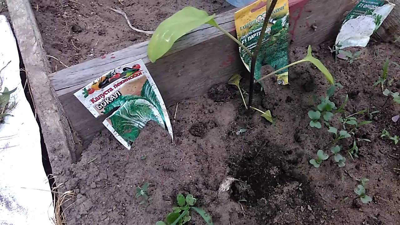 Выращиваем арбузы в средней полосе и подмосковье в теплице и в открытом грунте