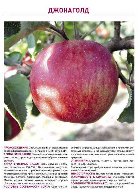 Описание сорта яблони джин: фото яблок, важные характеристики, урожайность с дерева