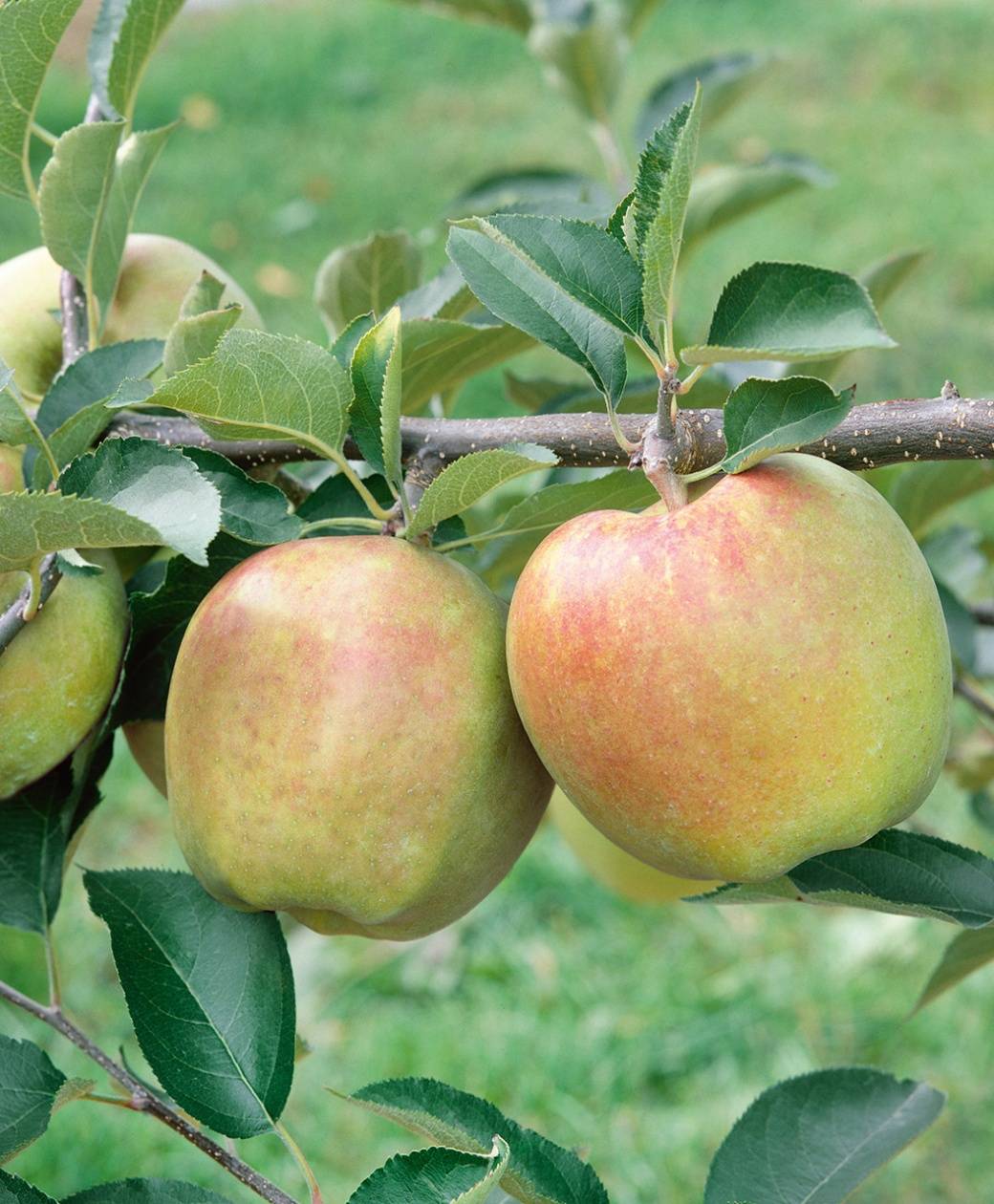 Описание сорта яблони фуджи: фото яблок, важные характеристики, урожайность с дерева