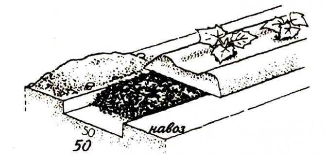 Обработка земли перед посадкой огурцов: какую почву любят огурцы, как подготовить грядку и чем обработать участок после уборки урожая