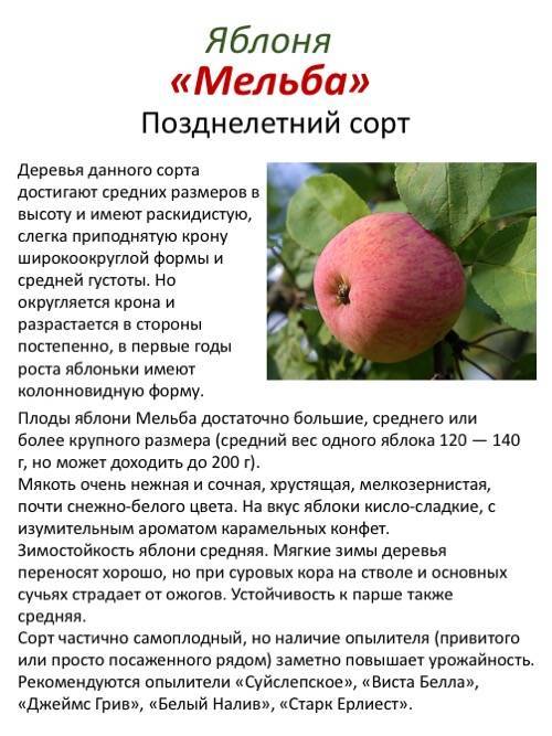 Описание популярной яблони медуница: характеристика сорта, особенности выращивания