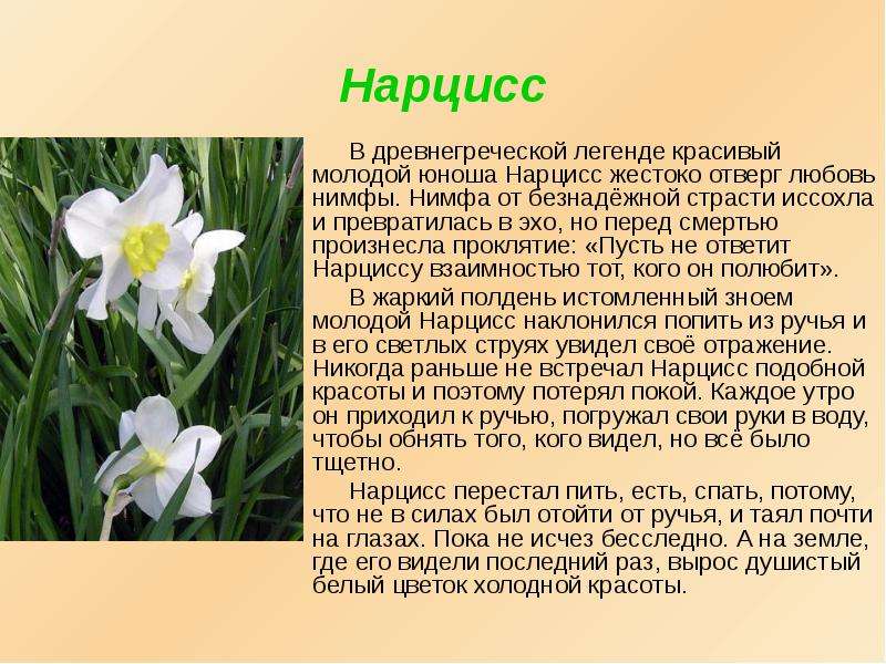 Нарцисс (narcissus). описание, виды и уход за нарциссом
