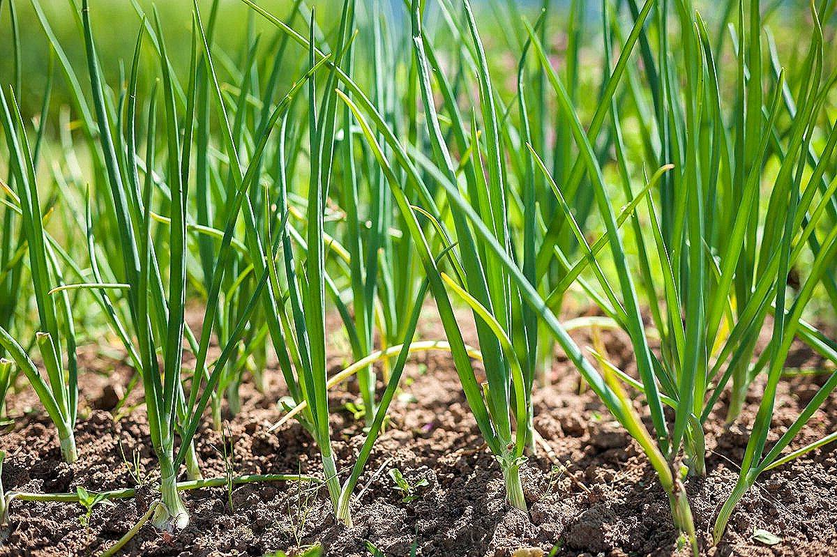 Посадка, уход и выращивание лука севка в открытом грунте, болезни и как спасти урожай