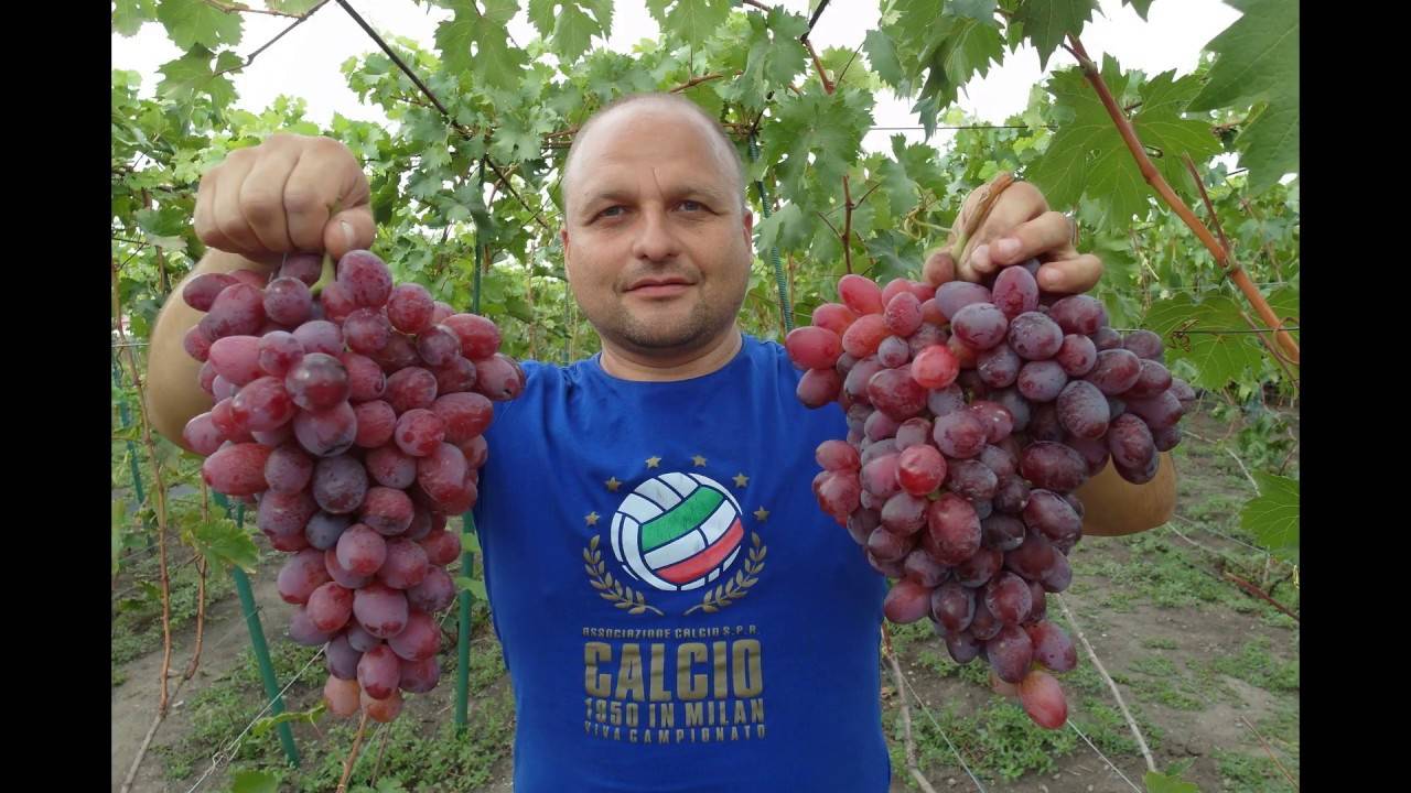 Сорт винограда подарок ирине: описание, фото и отзывы садоводов