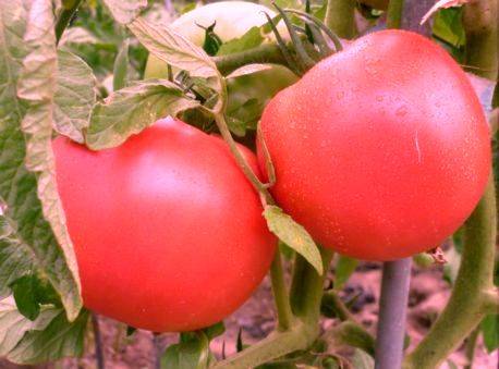 Новейший детерминантный крупноплодный сорт гибрид! урожайность этого сорта томата вас поразит!
