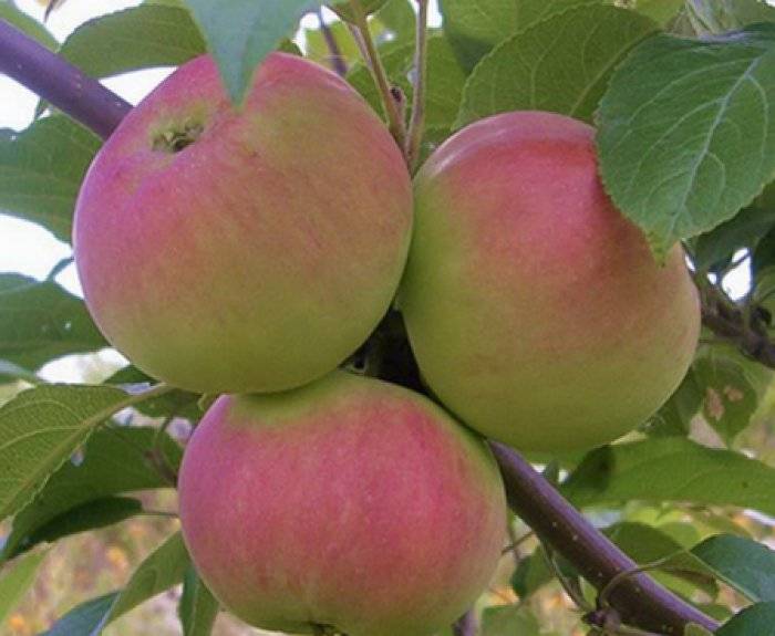 Описание сорта яблони подарок осени: фото яблок, важные характеристики, урожайность с дерева