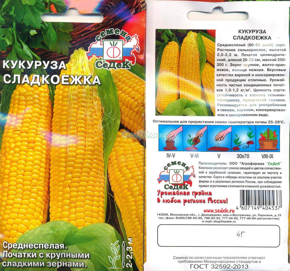 Кукуруза – описание, виды, сорта, выращивание, болезни, фото