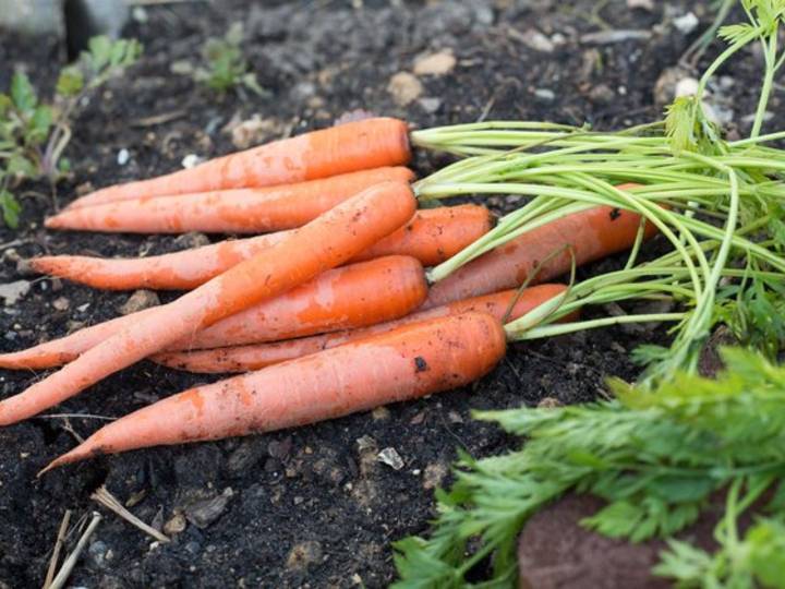 Почему у моркови отваливается ботва и падает на грядку, причины, почему корнеплоды корявые и рогатые, а также белые, а не оранжевые - обзор этих и других проблем