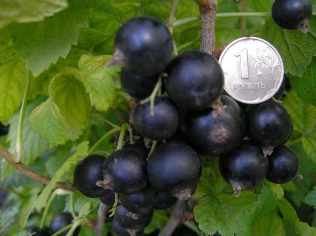 Дачница – характеристика сорта чёрной смородины и способы её выращивания