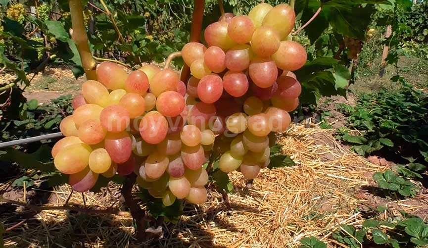 Сокровище для тех, кто любит мускат — виноград тасон