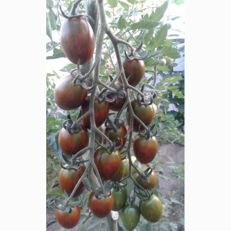 Как вырастить помидоры черри | огородник