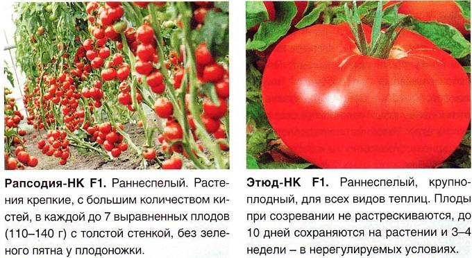 Томат гармошка: характеристика и описание сорта, урожайность с фото