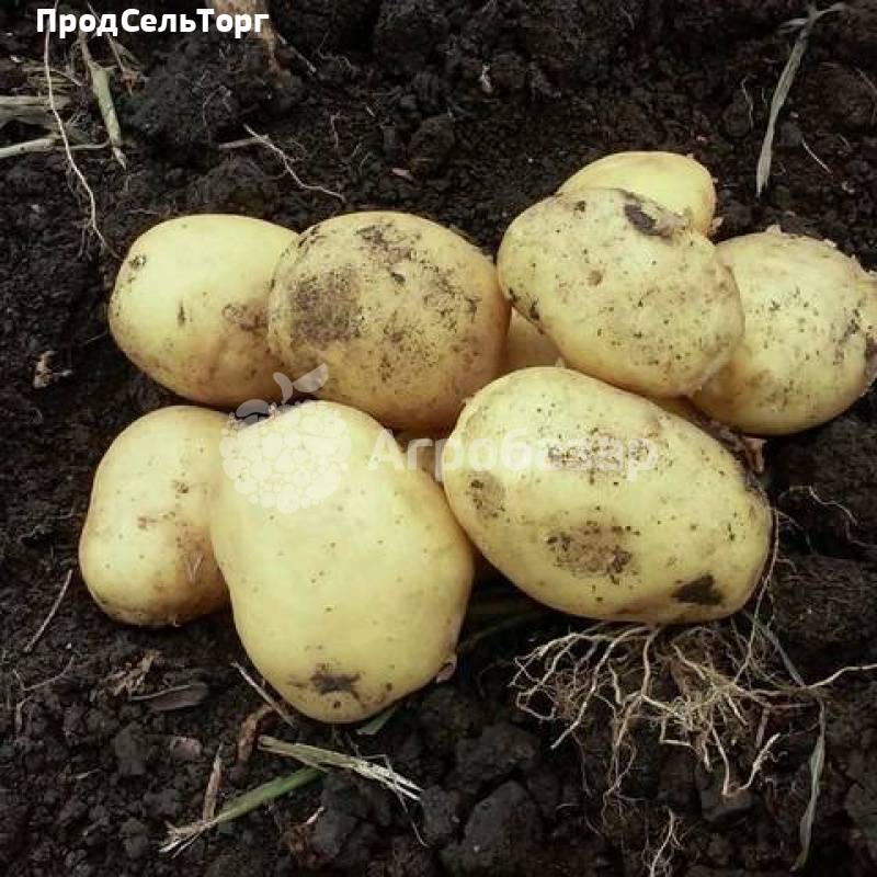 Картофель импала: описание сорта, характеристика, фото, отзывы