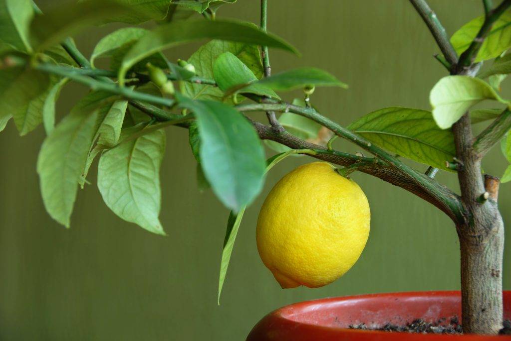 Будет ли плодоносить без прививки лимон, выращенный из косточки, когда он должен начать цвести в домашних условиях, почему это не происходит и как его заставить?