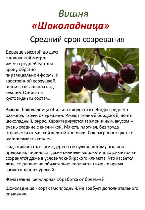 Вишня гриот московский: описание сорта, фото, отзывы, посадка и уход, особенности выращивания