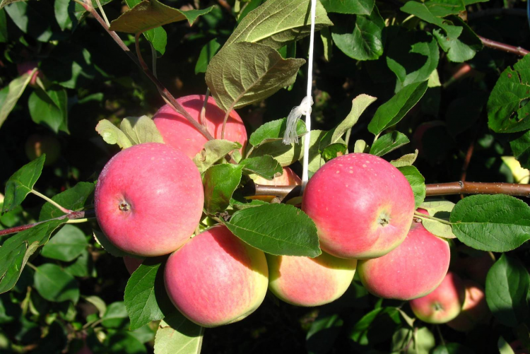 Описание и технология выращивания яблони сорта вишневое