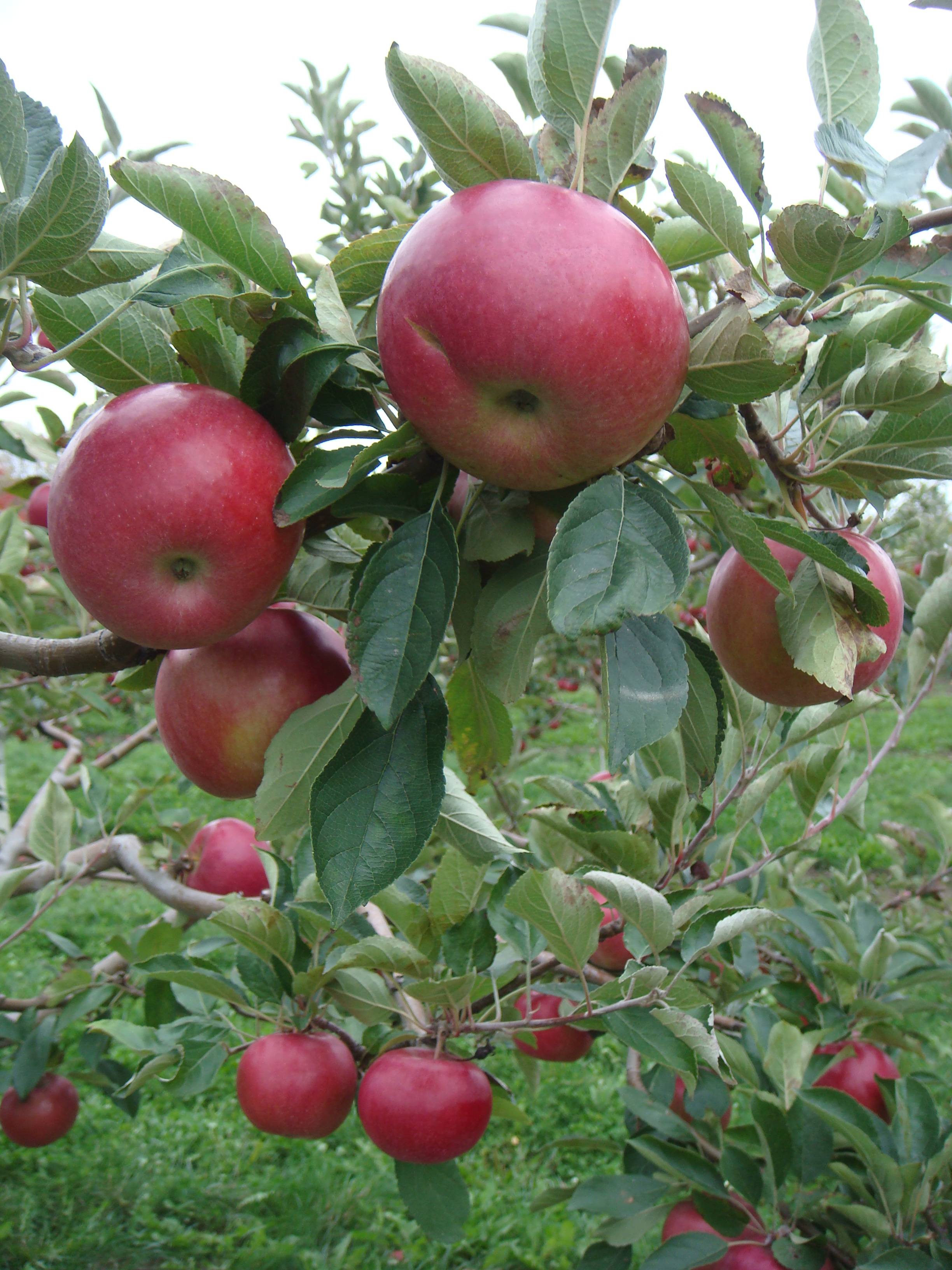 Сорт карликовой яблони ковровое: фото с описанием, отзывы, рейтинг