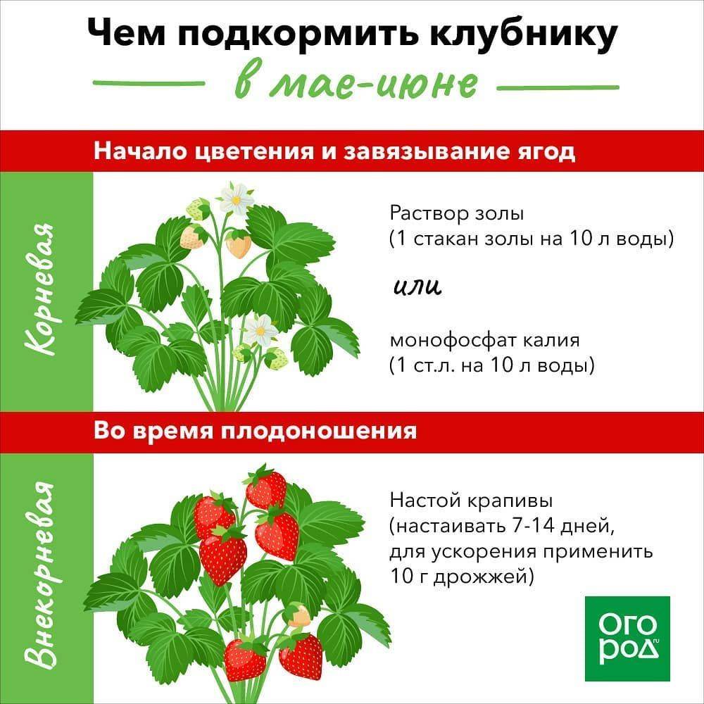 Малина подкормки схема от специалистов