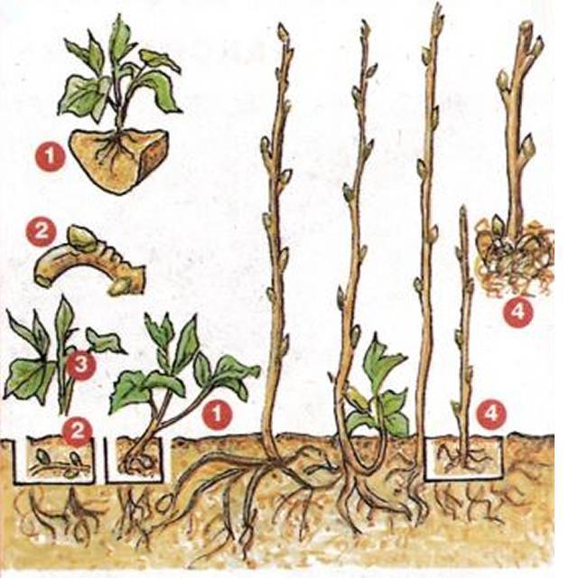 Размножение малины черенками: 4 лёгких способа