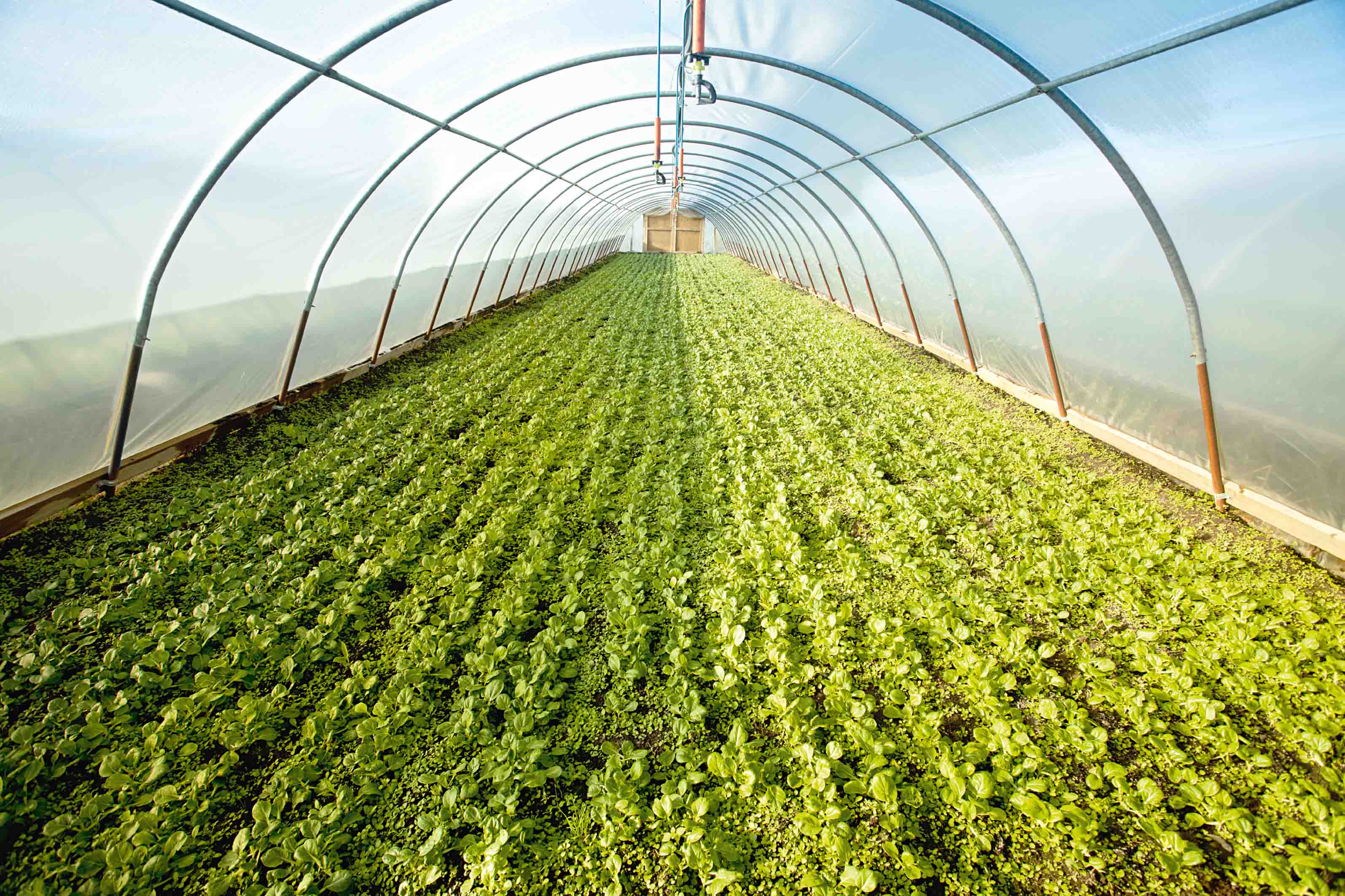 7 хитростей выращивания укропа для длительного употребления зелени