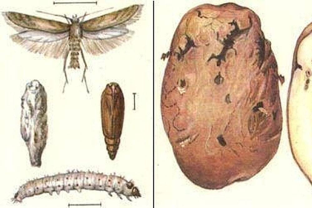 Картофельная моль: внешнее описание насекомого, особенности развития, наносимый вред, способы борьбы