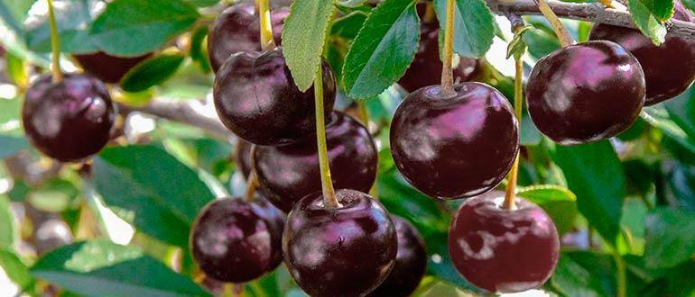 Сорт вишни шоколадница — описание и советы по выращиванию