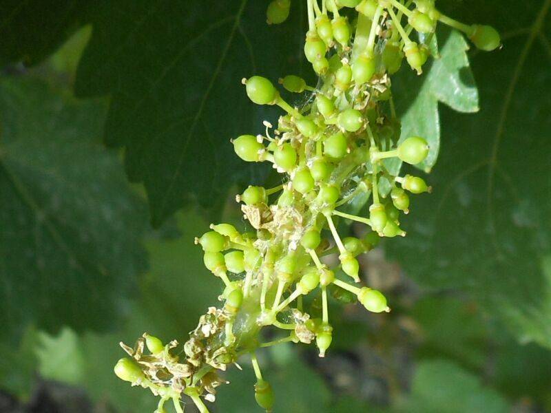 Гроздевая листовертка на винограде: методы борьбы и средства профилактики