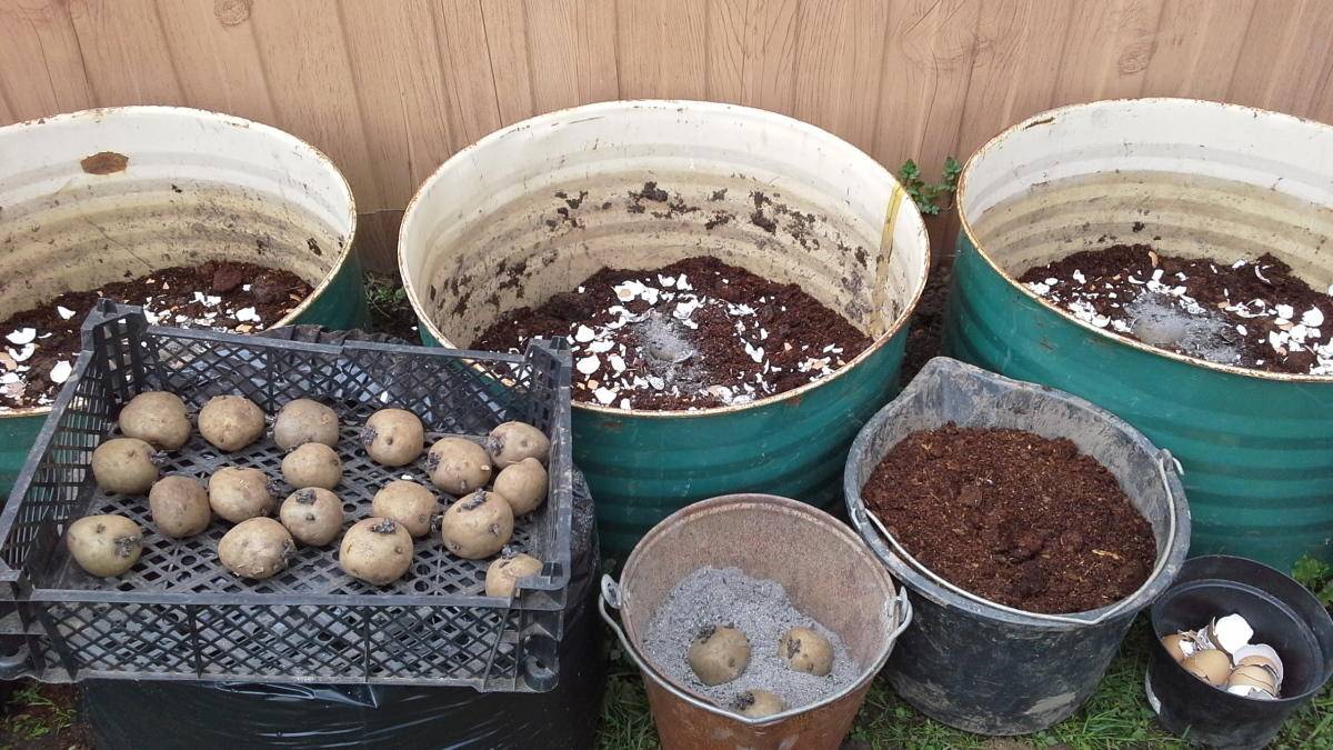 Выращивание картофеля по методу кизимы: правила посадки и ухода