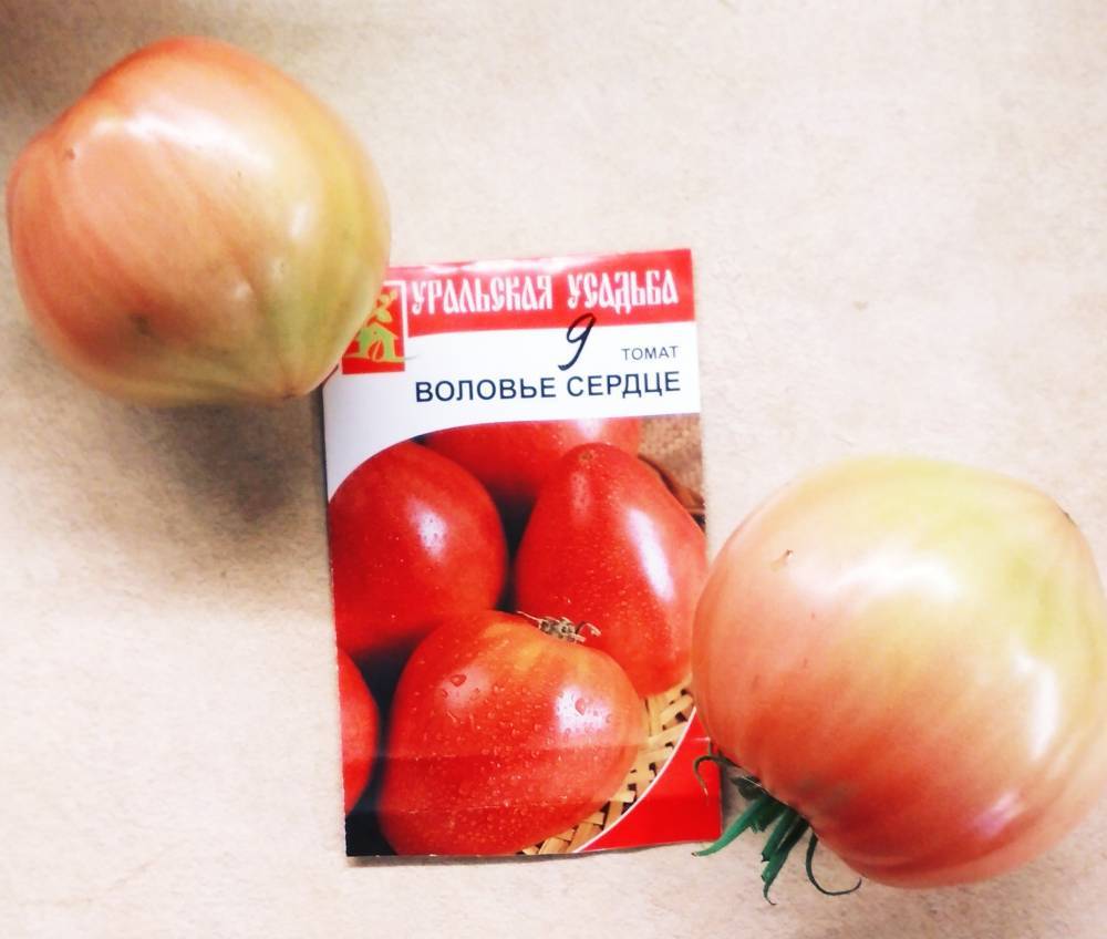 Эксклюзивный томат «воловье сердце» — достояние российских селекционеров