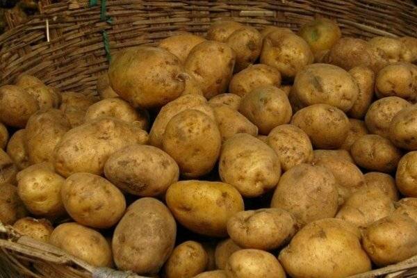 Картофель адретта: характеристика и описание сорта, выращивание и уход