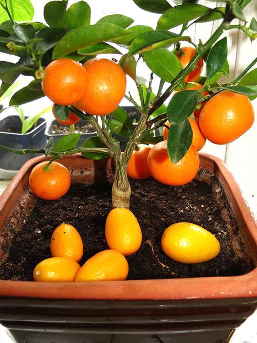 Выращивание апельсинового дерева из косточки в домашних условиях
