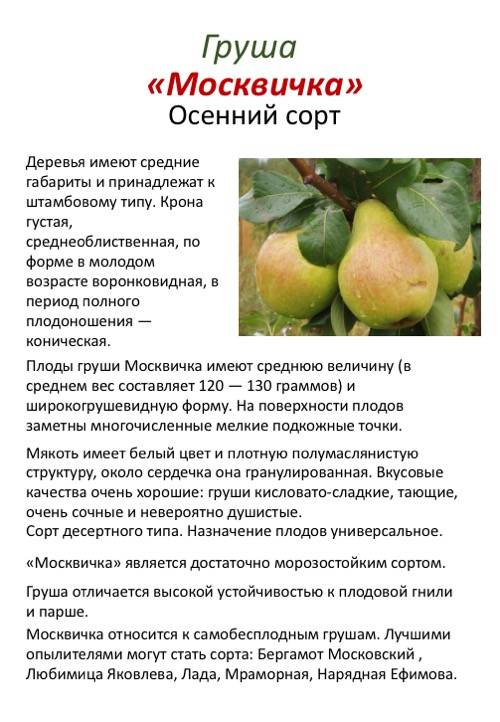 Описание груши сорта Москвичка, агротехника и лучшие опылители
