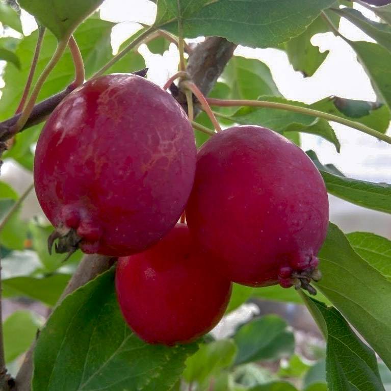 Яблоня башкирский красавец: описание и характеристика сорта, особенности выращивания дерева на участке, фото