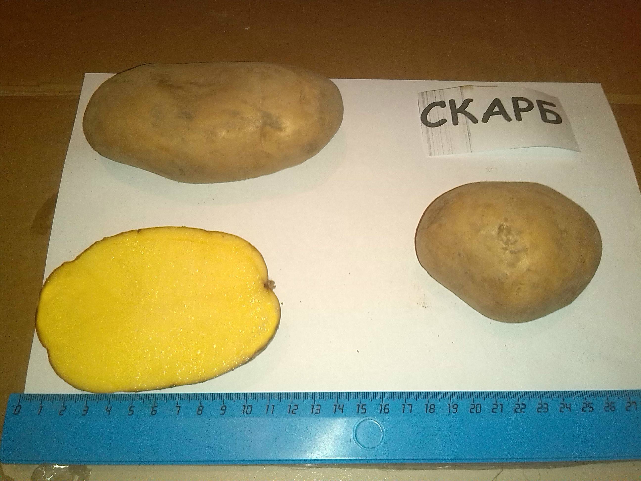 Описание и характеристика сорта картофеля скарб, правила посадки и ухода