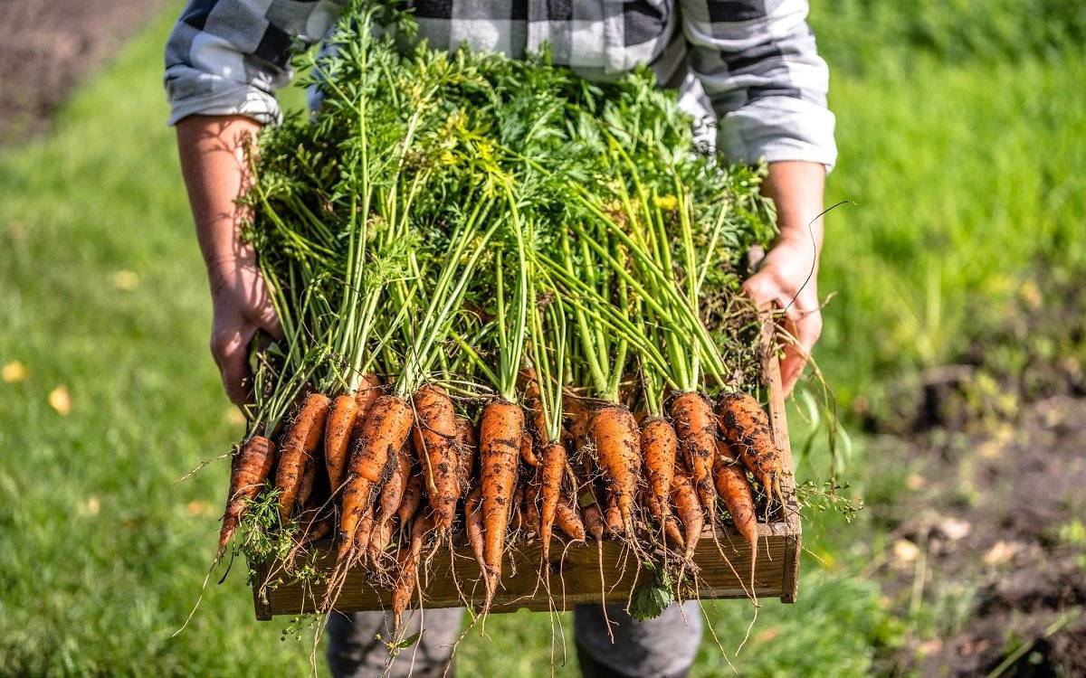 Секреты выращивания моркови в открытом грунте. агротехника и особенности посадки в регионах