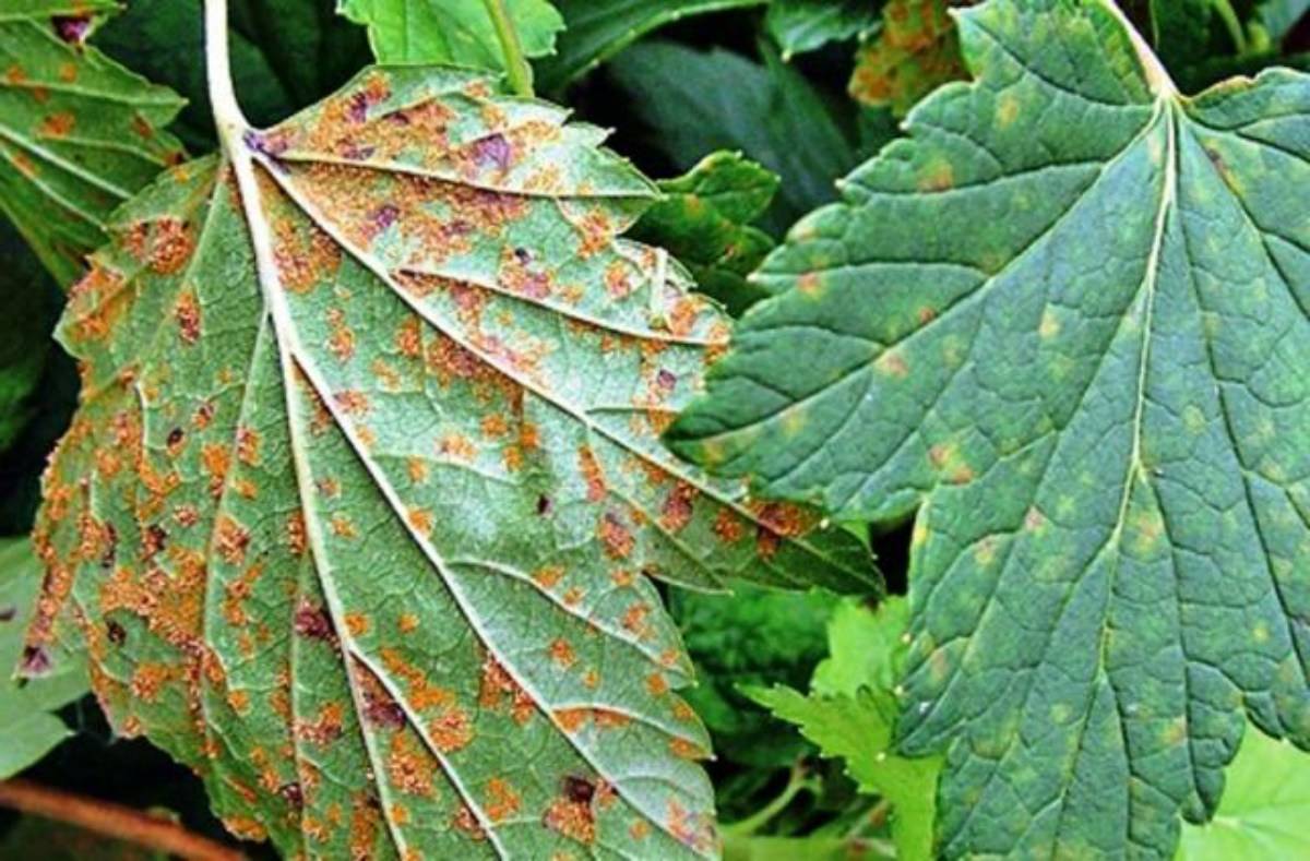 Красные пятна на листьях смородины: как бороться с болезнями