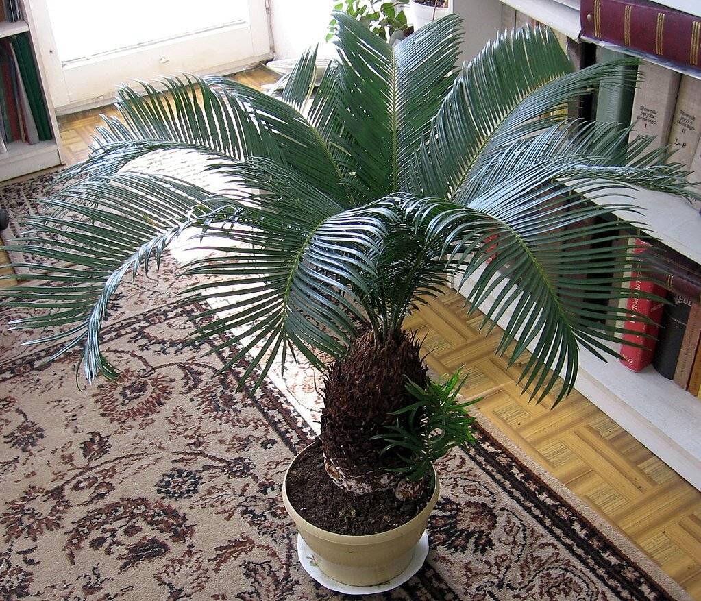 Как правильно ухаживать за пальмой дома