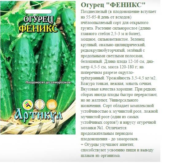Огурец феникс: описание сорта, особенности выращивания, отзывы :: syl.ru
