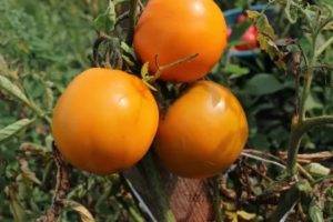 Томат летний абрикос: характеристика и описание сорта, фото и отзывы об урожайности помидоров