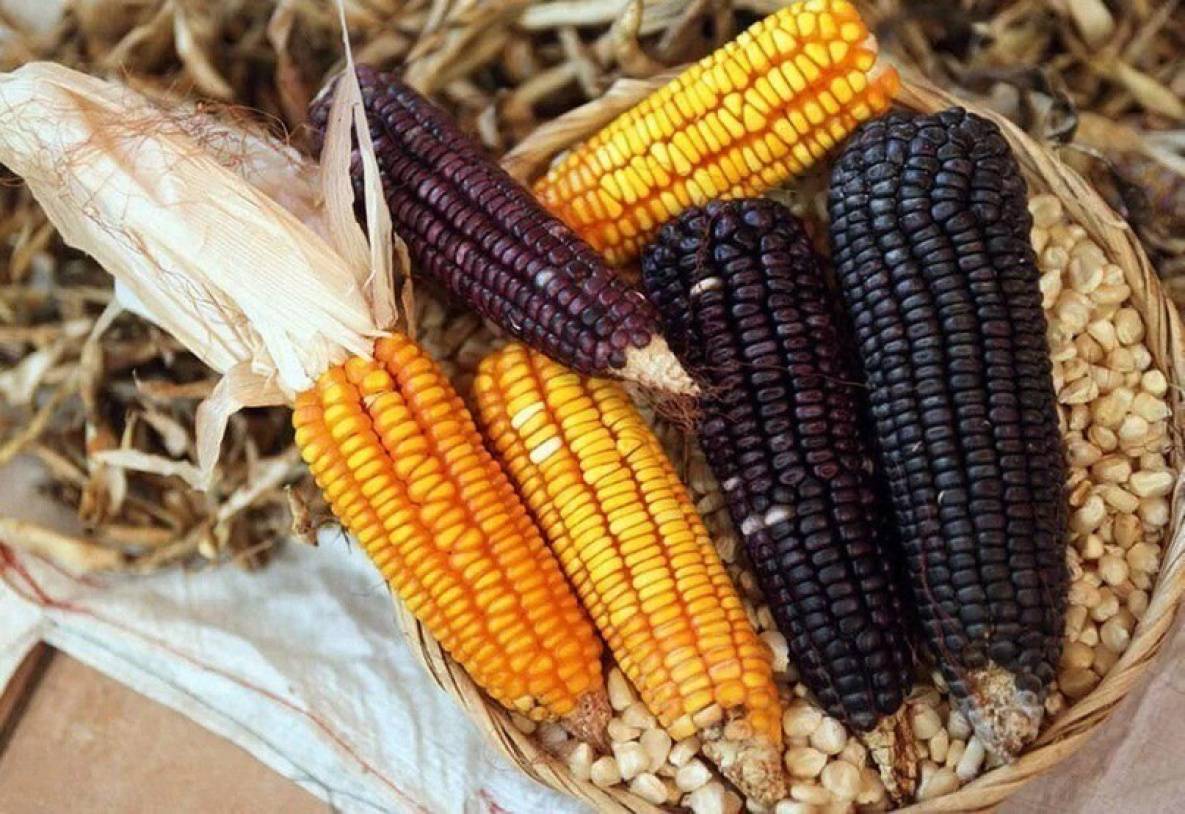 Полезные свойства черной кукурузы и особенности выращивания на дачном участке