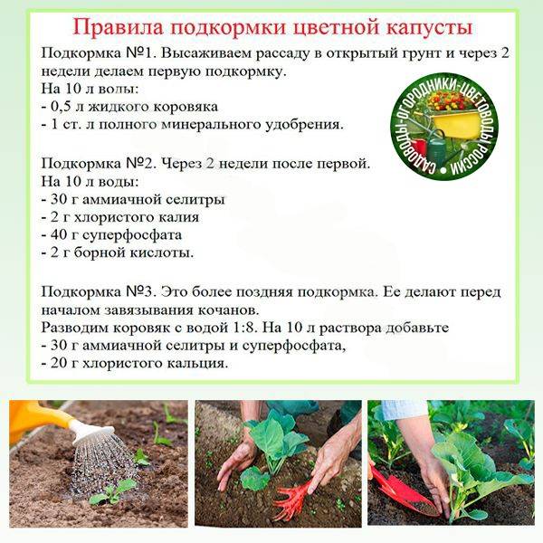 Чем подкормить капусту для роста и формирования кочана: 4 подкормки капусты в открытом грунте народными средствами и удобрениями