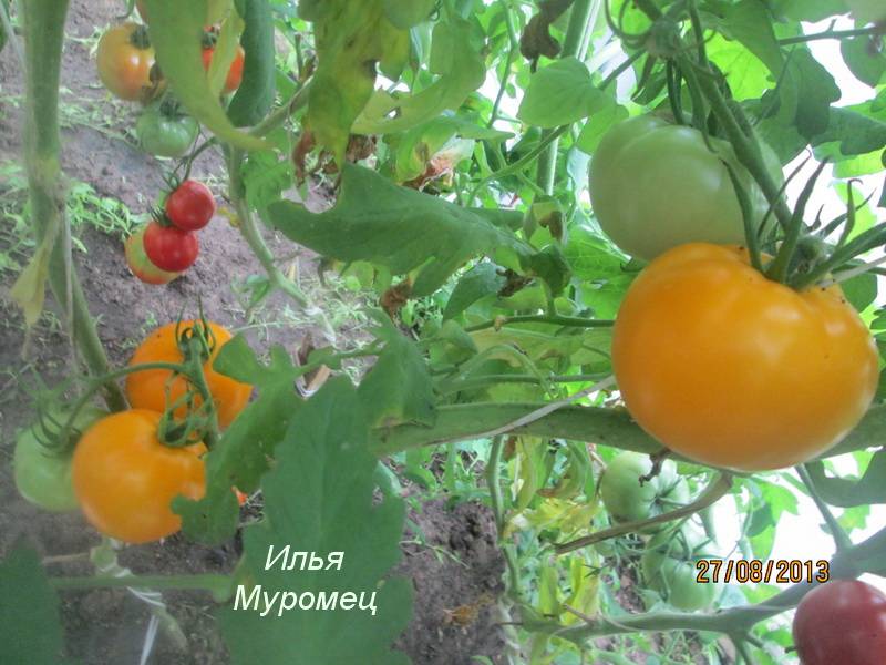 Богатырские плоды с сладким вкусом — томат илья муромец: описание сорта и его характеристики