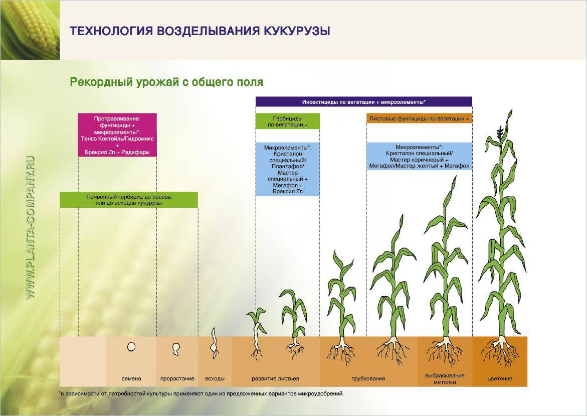 Правильная технология посева и возделывания кукурузы
