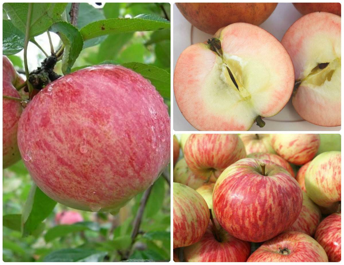 Яблоня осеннее полосатое: описание, фото, отзывы