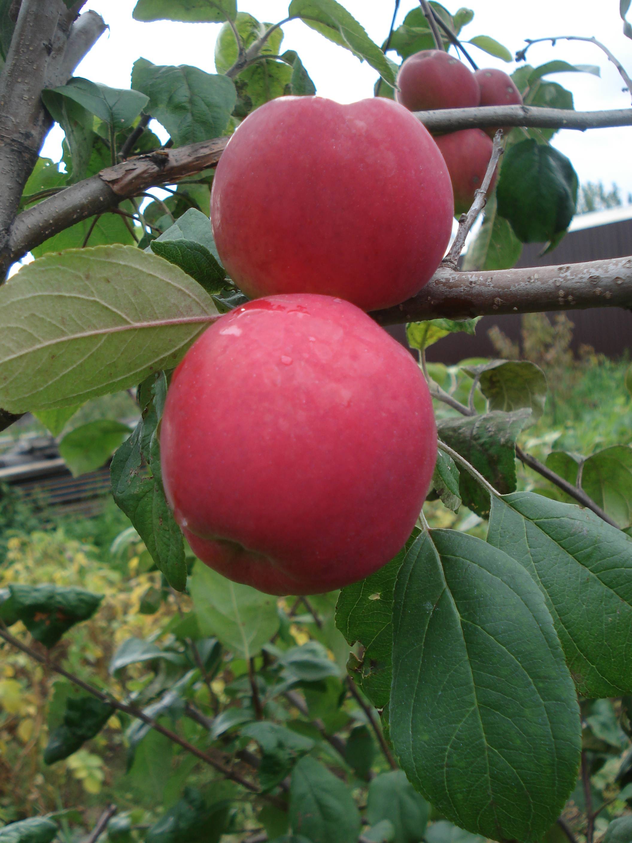 Яблоня краса свердловска: описание, фото, отзывы