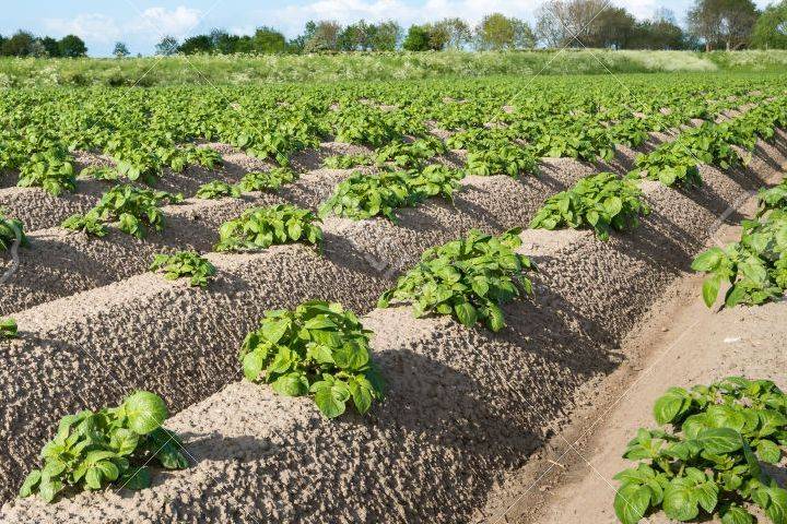 Особенности и правила выращивания картофеля по голландской технологии