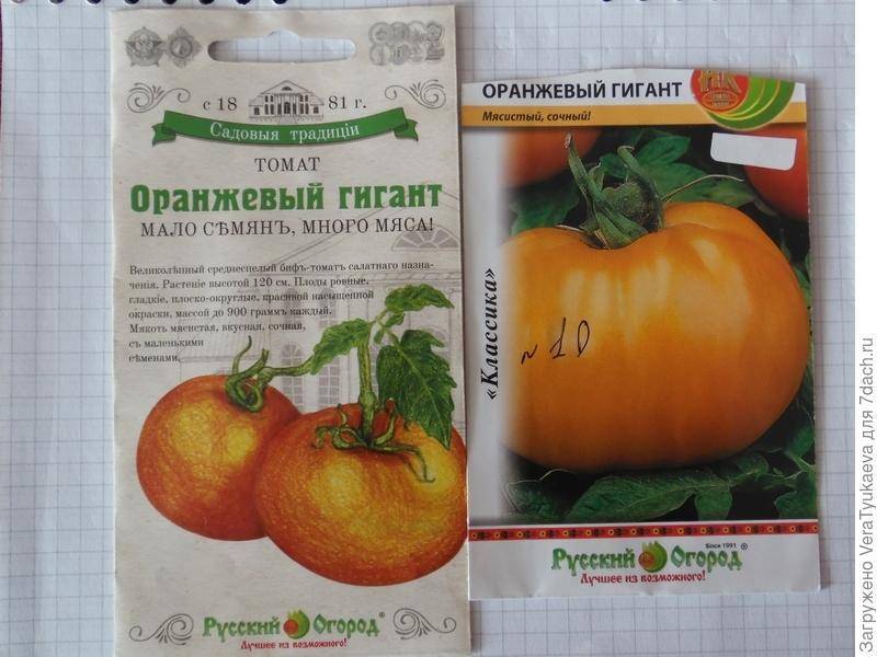 Томат исполин (малиновый, черный): характеристики и описание сорта помидоров и пошаговая инструкция по его выращиванию