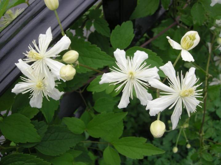Цветок клематис: сорта, посадка и уход, размножение